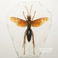 Real Insect Specimen Beetle Scarabaeidae Hornet Ants Student Observation Handicraft Collection Gift Home Decoration Taxidermy 2