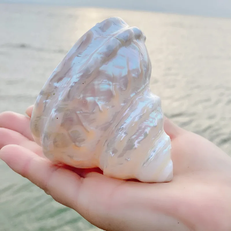 Conch Shell Decoration, White Mother of Pearl Tower Conch for Landscape Gifts