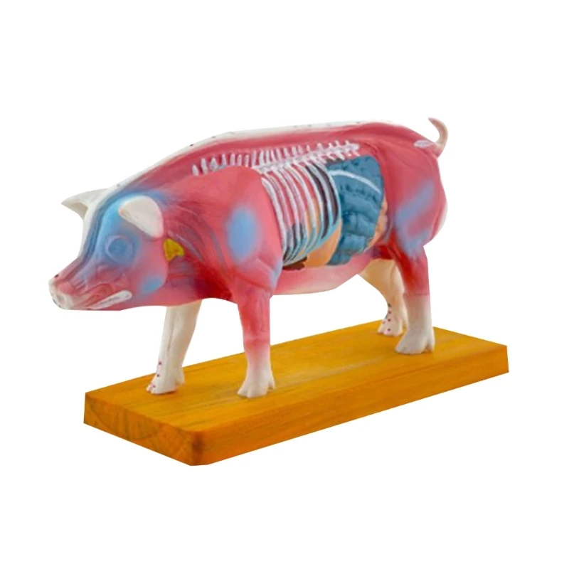 

Anatomical Pig Model for Hospital Lab Teaching Prop, Pig Anatomy Model for Acupuncture & Moxibustion