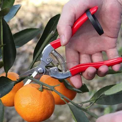 Ramo tesoura poda pomar tesouras ferramentas de jardinagem tesouras de frutas planta guarnição horticultura tesoura de frutas jardim mão podadores ferramenta