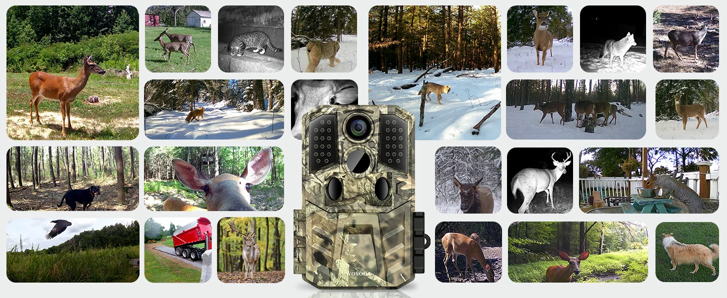 deer camera