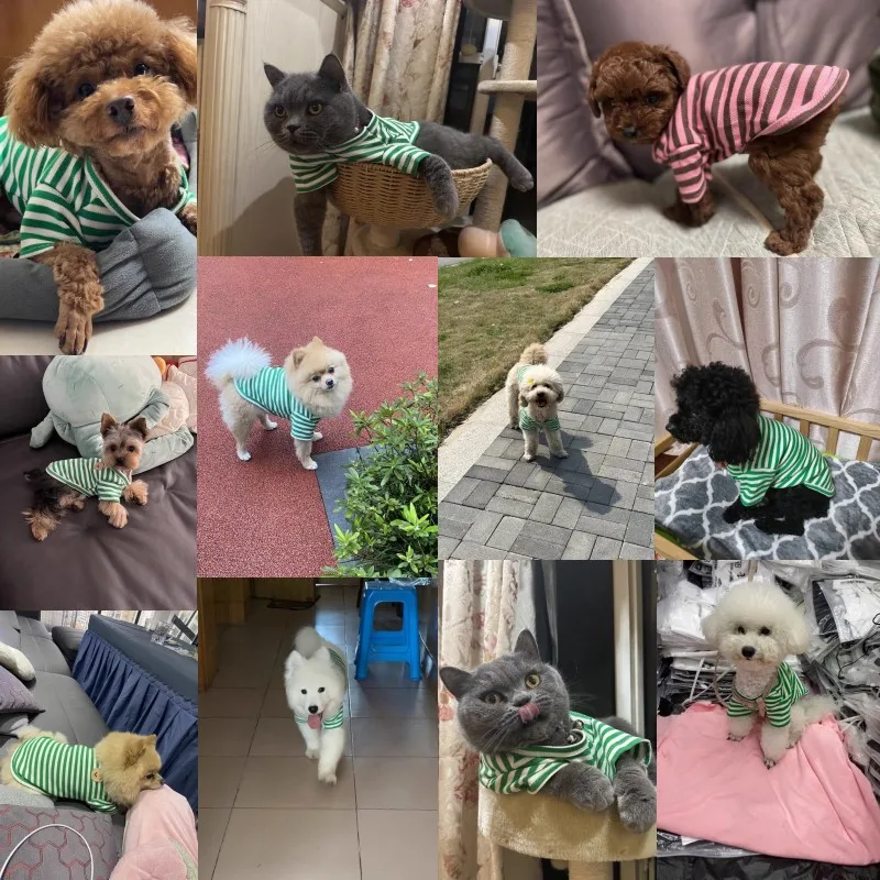 Summer Bear Dog Shirt 2