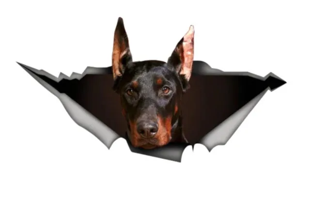 

Doberman Car Sticker Bonding 20 CM