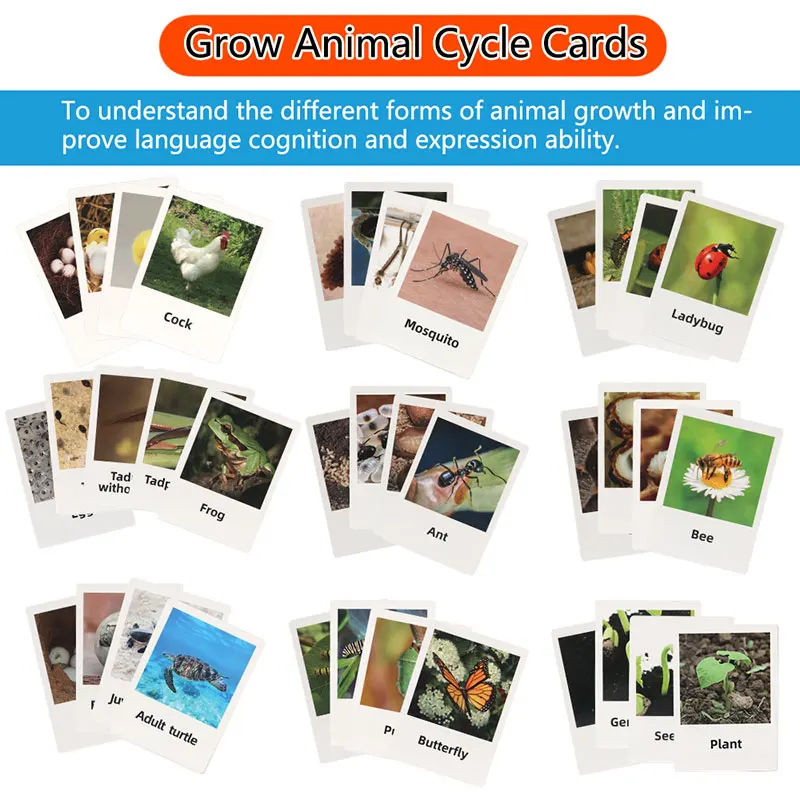 Educational Toy Model Set for Kids Plastic Insect Plant Growth Cycle