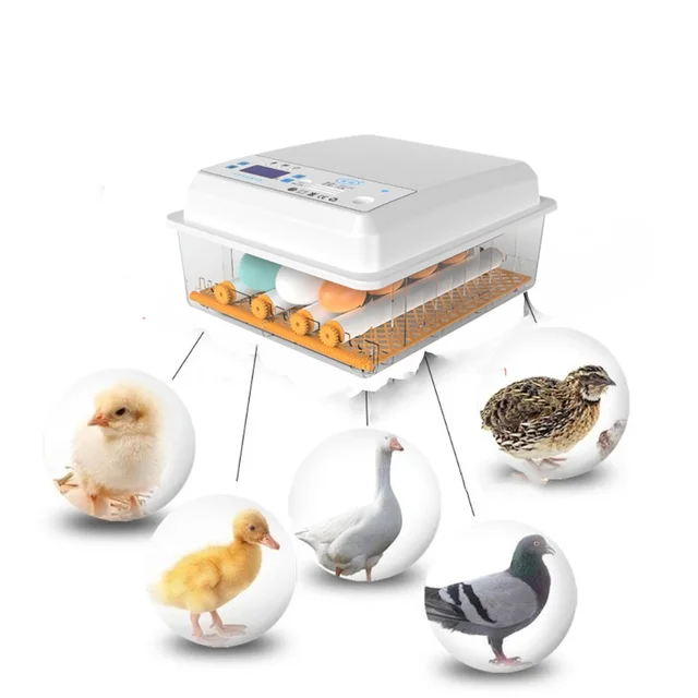 가금류의 꿈을 실현: 계란 부화기 새 메추라기 병아리 자동 부화기