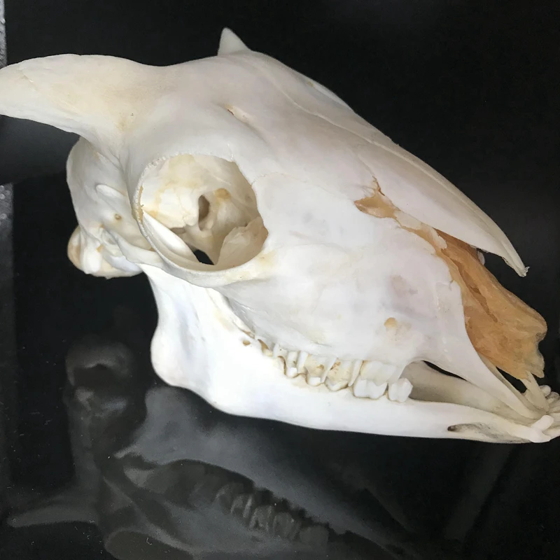 1個は角度ram頭蓋骨の羊の頭蓋骨動物の頭蓋骨ovis牡羊座ショート小さな