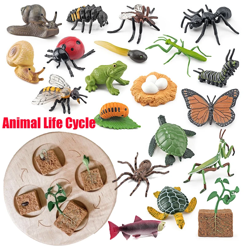 Animal Life Cycle Board 1