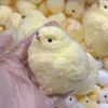 2024 Color Kawaii Handmade Silicone Soft Flocked Yellow Imitation TPR Soft Chicken Adult Children Cute Gift Toys squishy Chicken 4