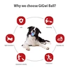 Gigwi Pet Toys G-Ball Series Interactive Dog Ball Dog Toys Squeaky Balls 2.5” Bouncy And Assorted Colors for Small/Medium Dogs 4