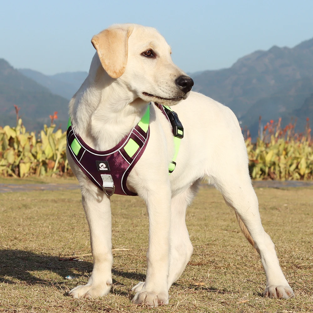 Dog Harness Image 13