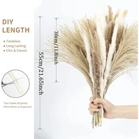 75 Pack Dried Reeds Natural Plants Small Pampas