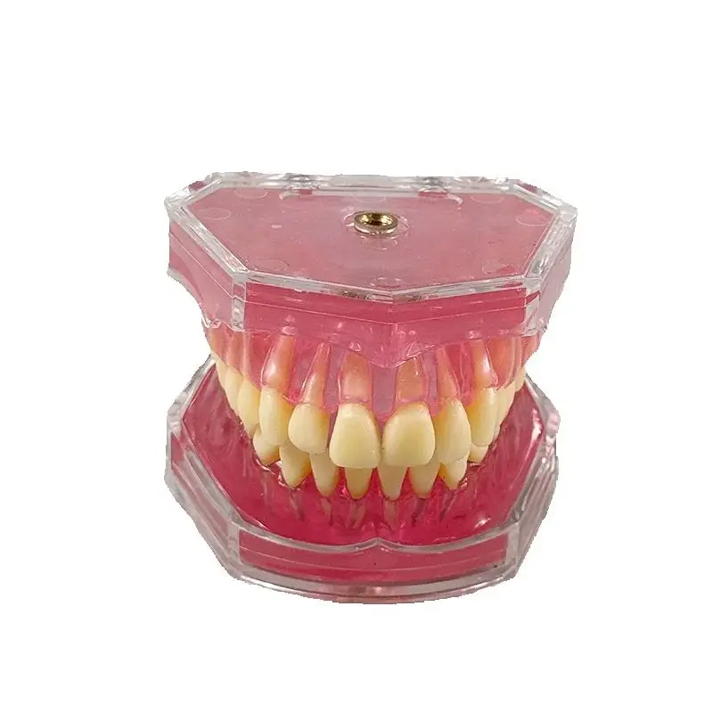Dental Model Teeth Teaching Study Model TYPODONT Model Dentist Dentistry Products Dental Gift