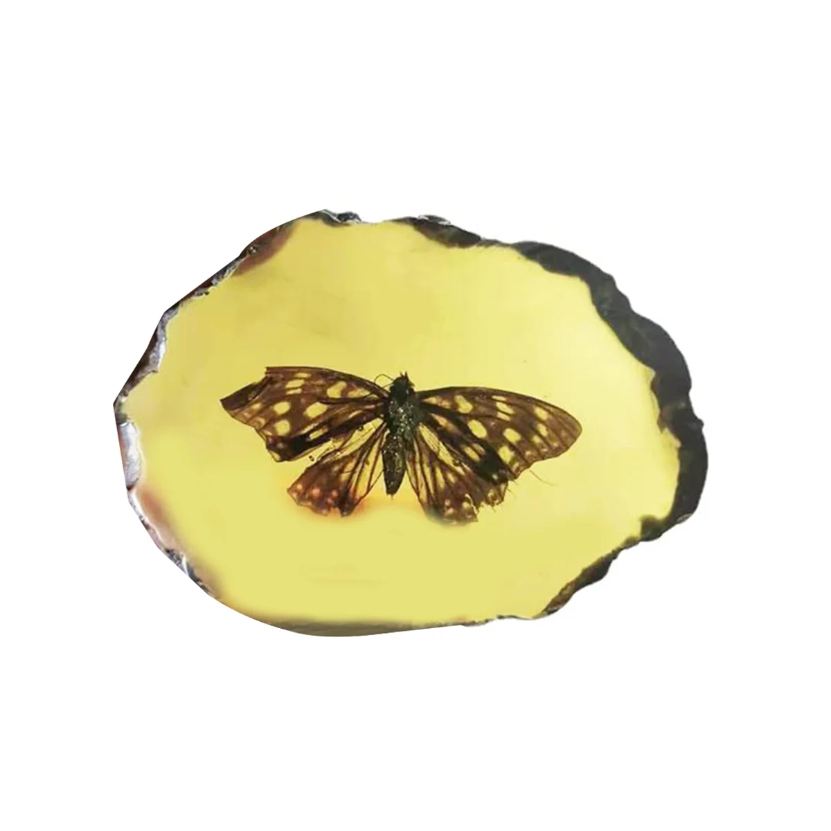 

Fossils Insect Samples Artificial Insect Collection Science Education, Butterflies