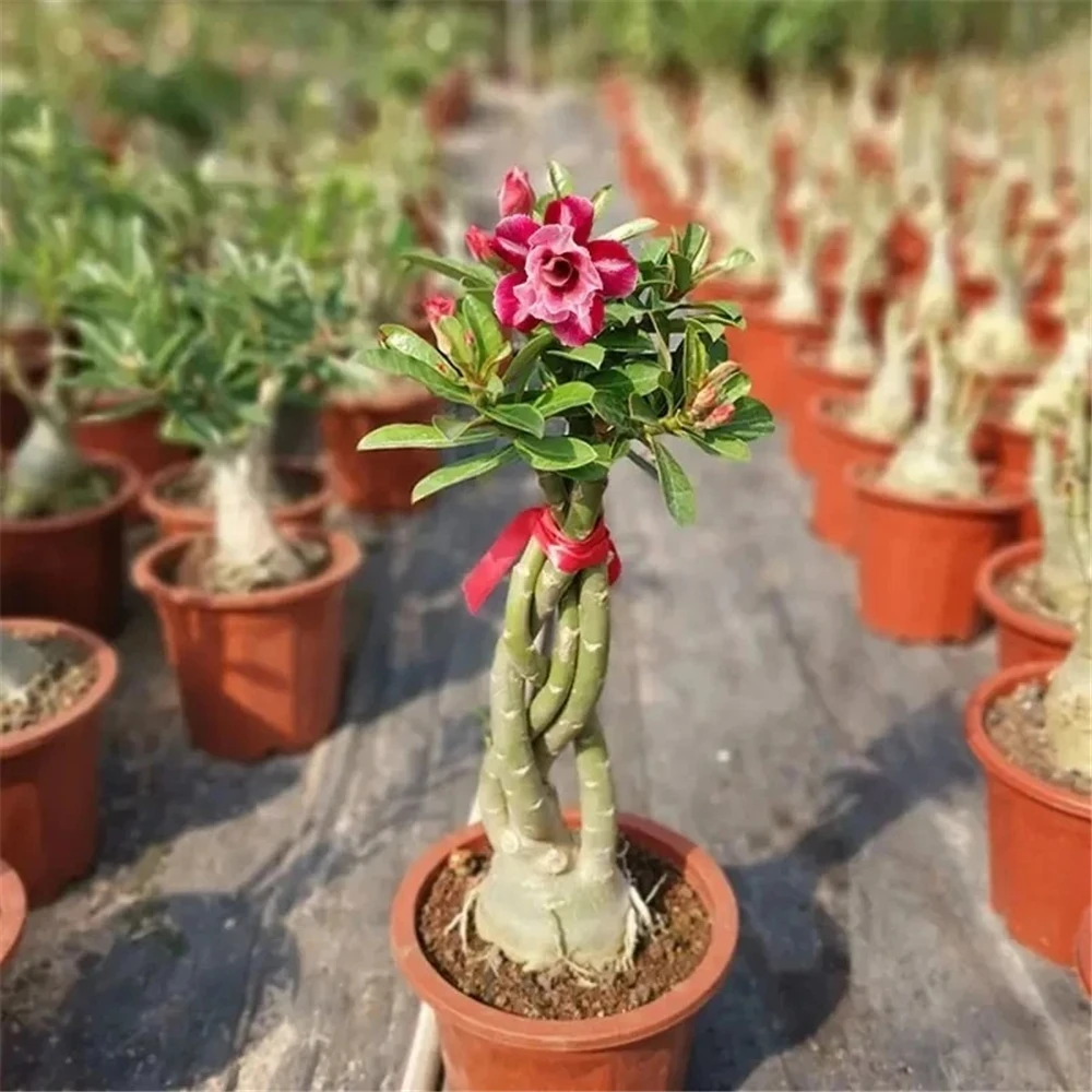 Sideboard Furniture for Desert Rose Flowers Plant Wood