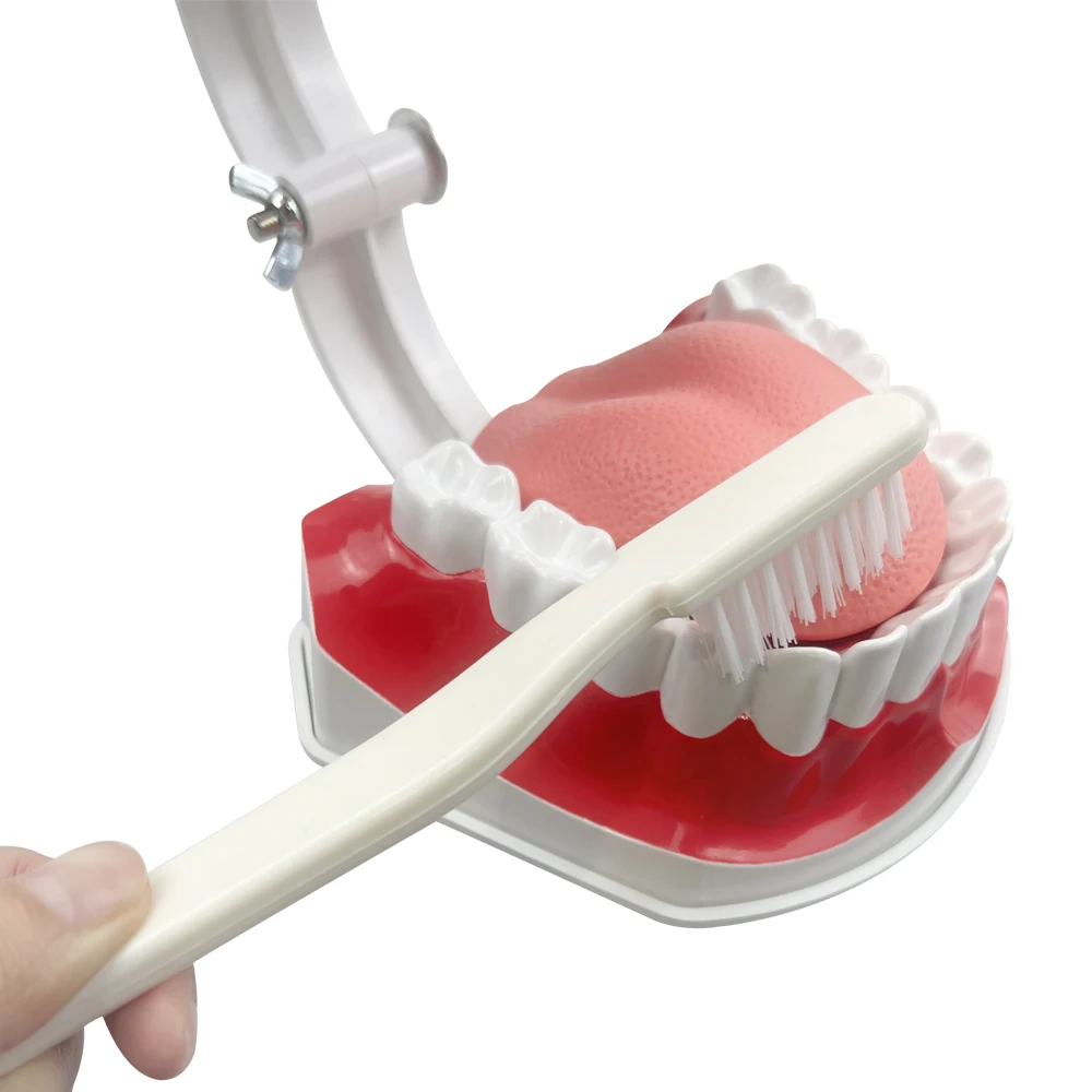 Dental Brushing Technique Demonstration Model with Tools - Oral Education Supplies