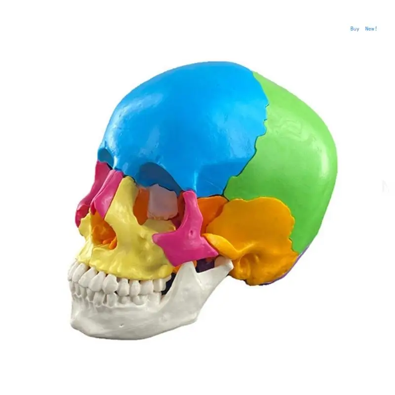 

Anatomical Disassembled Color Human Skull Model for Medical Cardiovascular Medical Biological Experiment Human Model