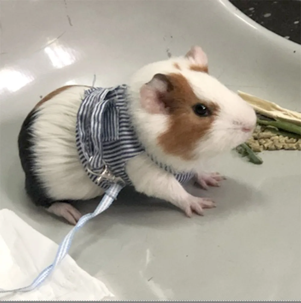 Guinea Pig Harness Set 2