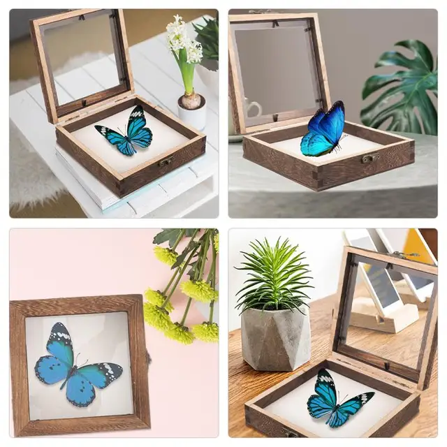美しい蝶の標本 アクリルケース入り
