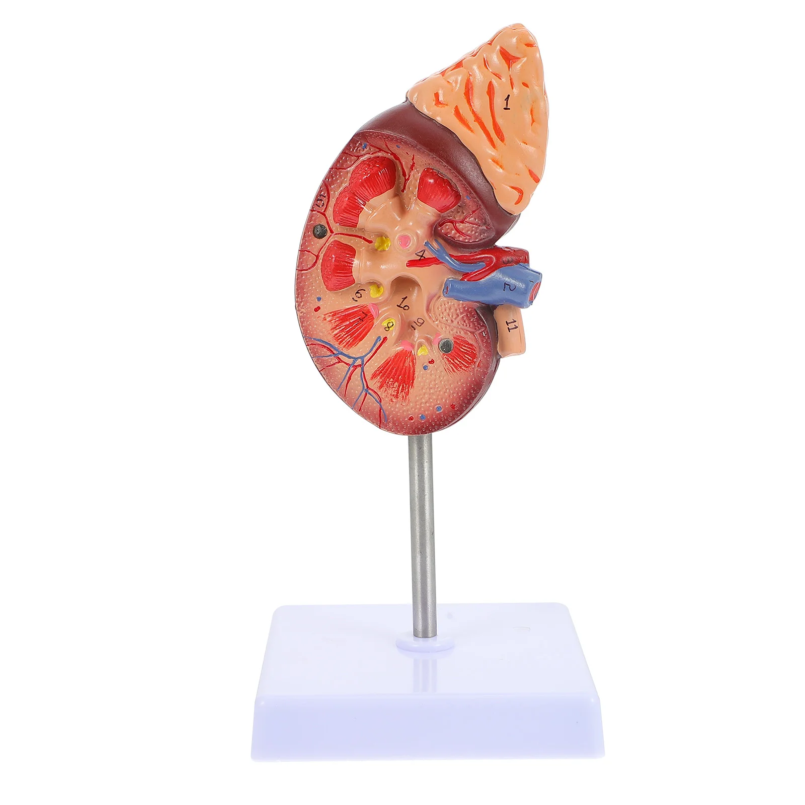 

Liver Anatomical Model Kidney Models Biology Demonstration Human Body Digestive System Pvc
