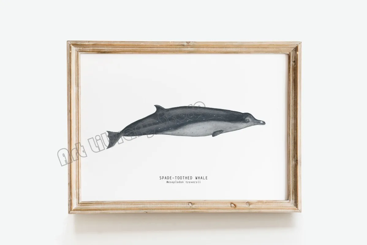 Marine Life Ocean Animals Canvas Art Poster - Whales, Sharks, and Turtles