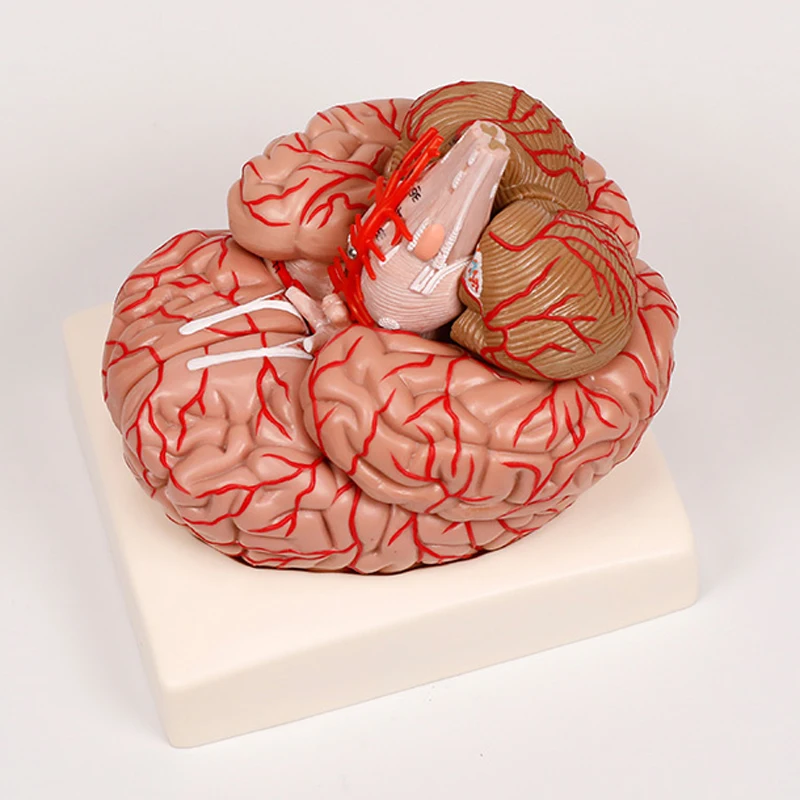 

Медицинский обучающий инструмент, медицинская анатомическая модель мозга с цветными артериями и нервами (9 частей)