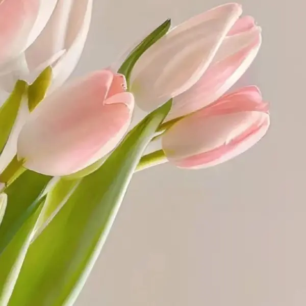Tulip Struggle Store