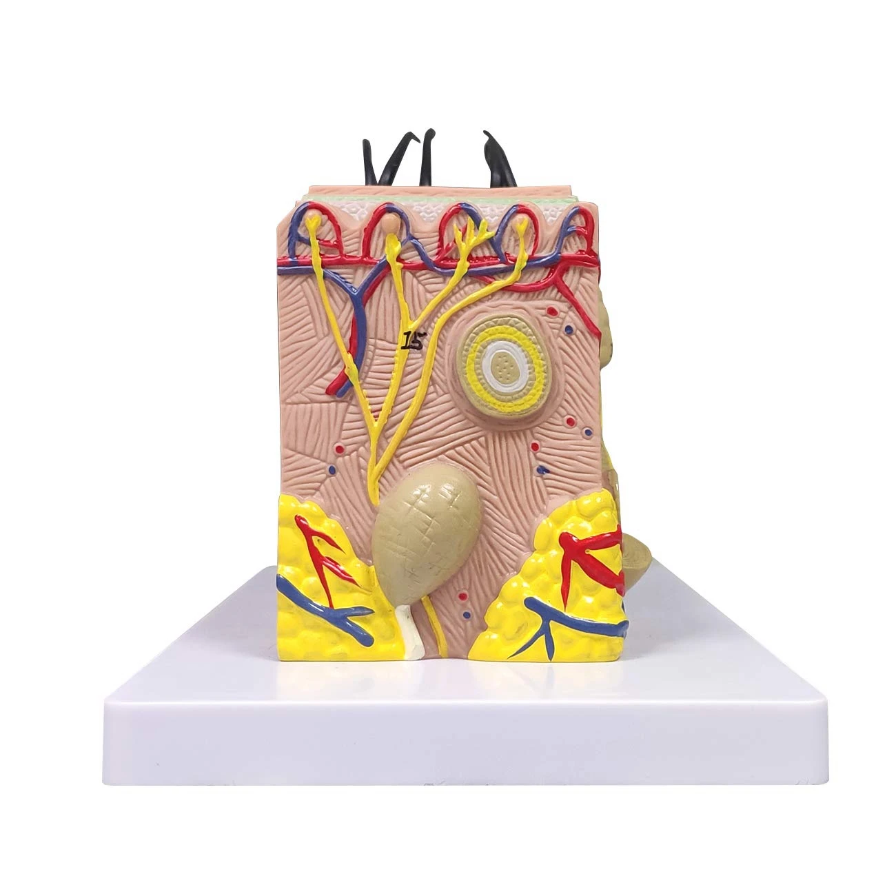 35X Enlarged Skin Model 2