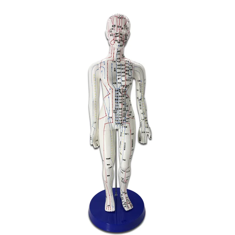 1Pc 자오선 모델 인간 침술 자오선 포인트 모델 남성 및 여성 경혈 모델 의료 교육 교육 장비