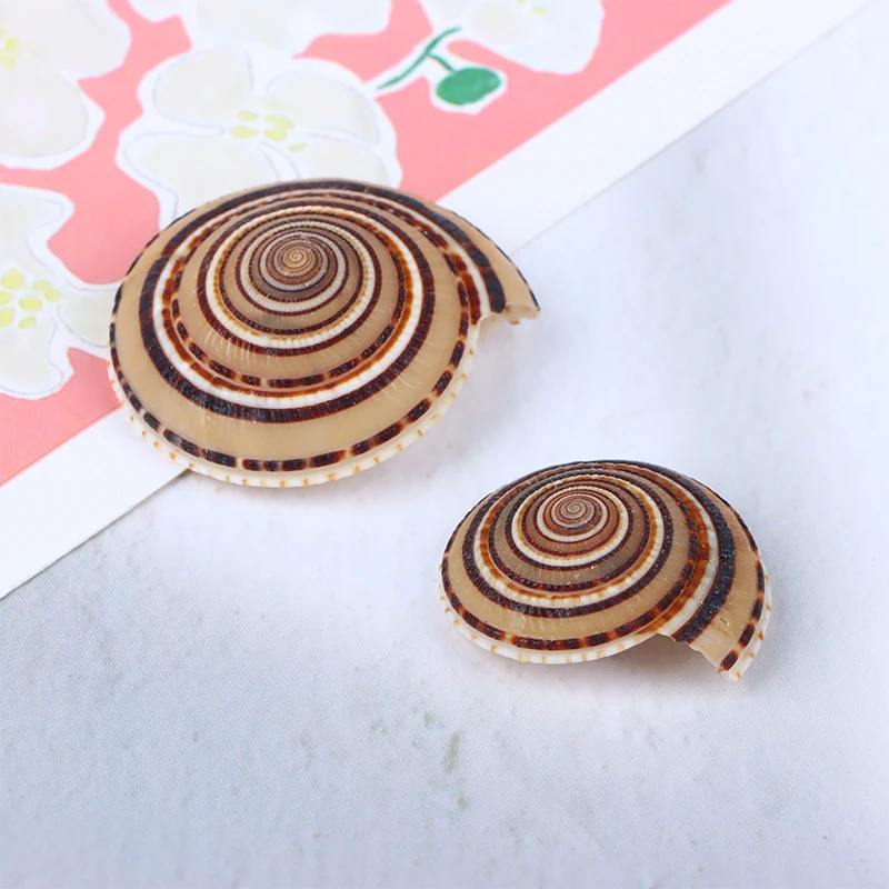 20-40mm Mixed Spiral Shell Beads Pendants Beach Craft Natural Sea shell Craft Decoration DIY Handmade Accessories 5pc/lot