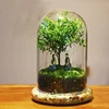 15*30cm Big Size Seperated Glass Dome Vase Home Decoration Transparent Higher Base Cover DIY Friend Gift Wedding Prop 1