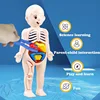 Kid Montessori 3D Puzzle Toy, Human Body Anatomy Model Educational Learning Organ Assembled Toy, Teaching Tool For Children 4