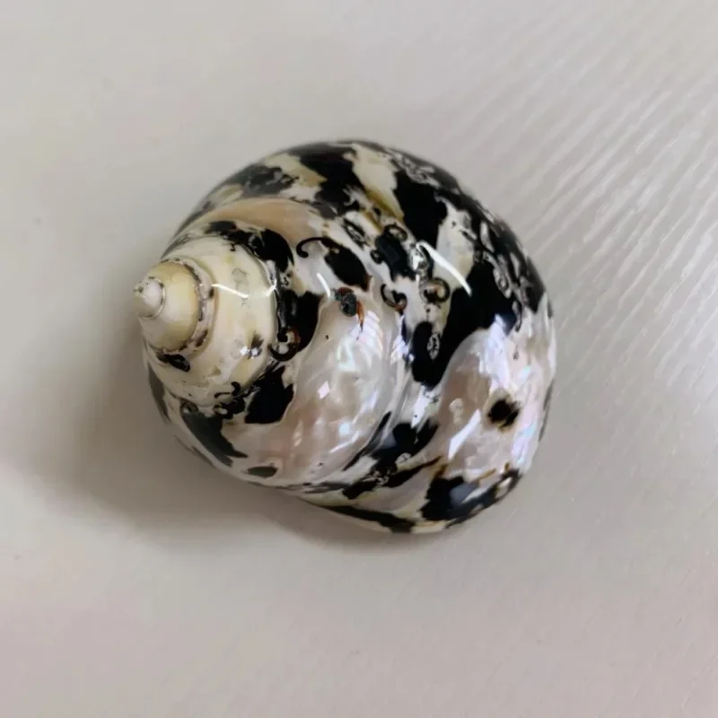 고엄비게 껍질, 7-8cm, 까치 터보 쉘 2-2.5, 장 고엄비게 집, 수족관 장식, 천연 조개