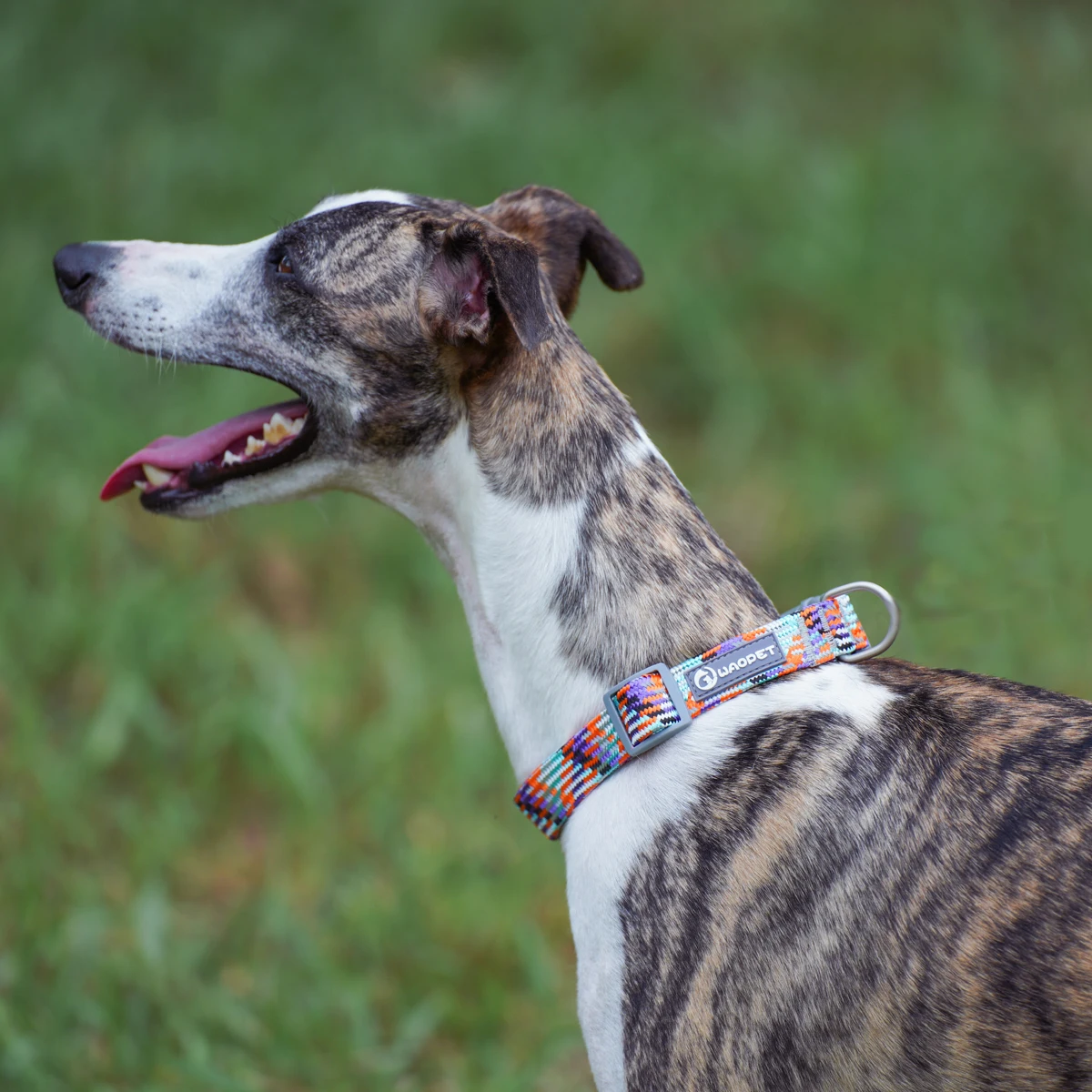 Leashes Collar Set Dogs - PeticaDeals