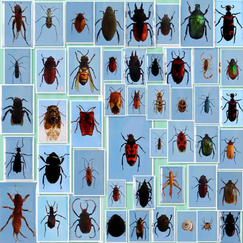 

Real Insect Specimen Crystal Drop Glue Embedded In Children's Popular Science Gift Insect Stationery Decoration Home Decoration