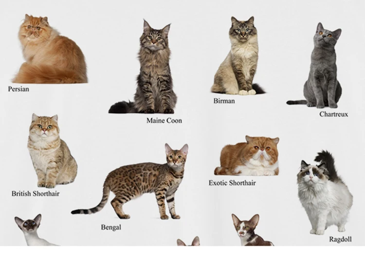 Cat Breeds Collage Graphic T-Shirt Sab5b54a2290547dd8e24a1748af81116C