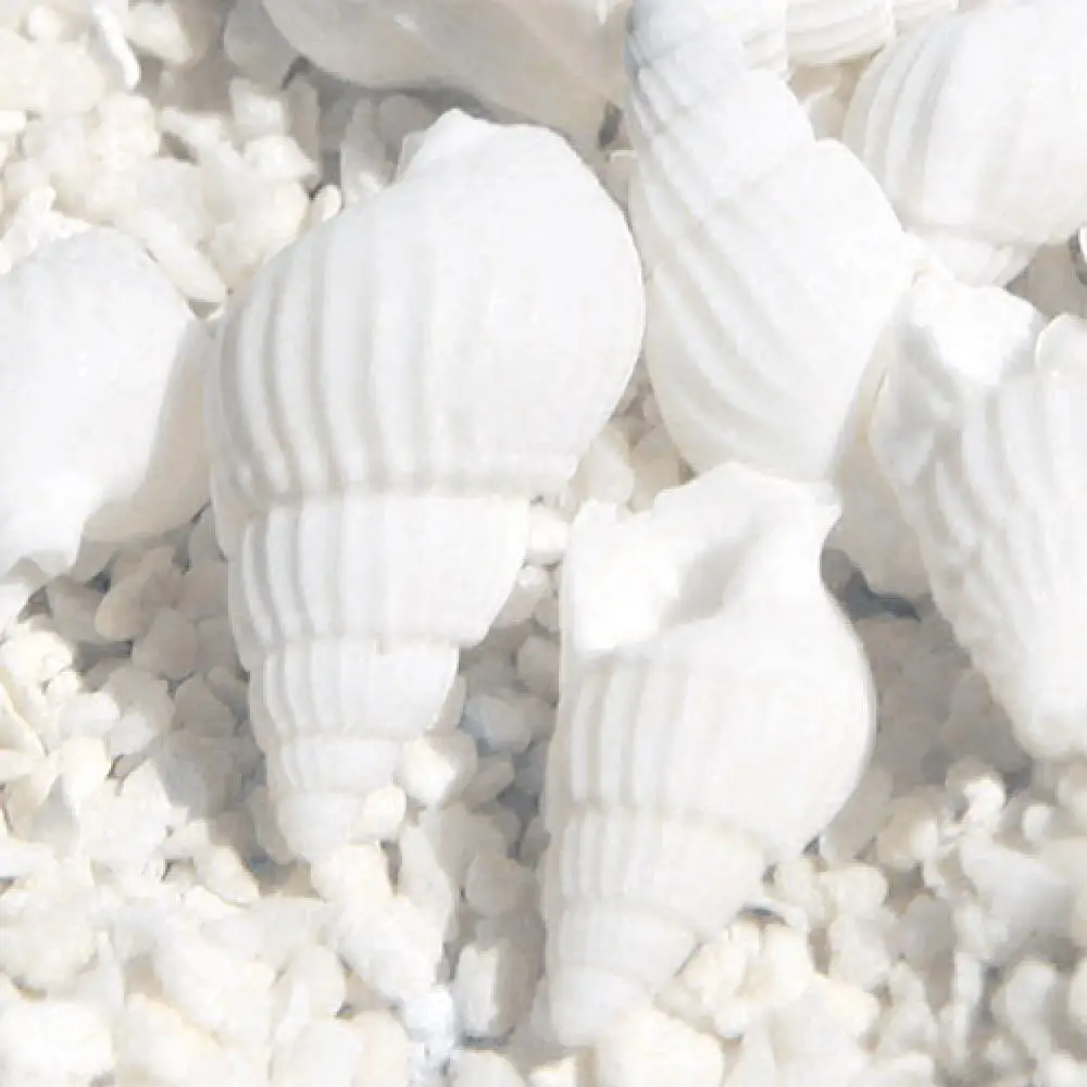 Natural Shell Ornaments 100 Pieces Small Beautiful Top Rare Real Sea Shell Conches Gift Fish Tank Aquarium White Decorations Party Home Decor
