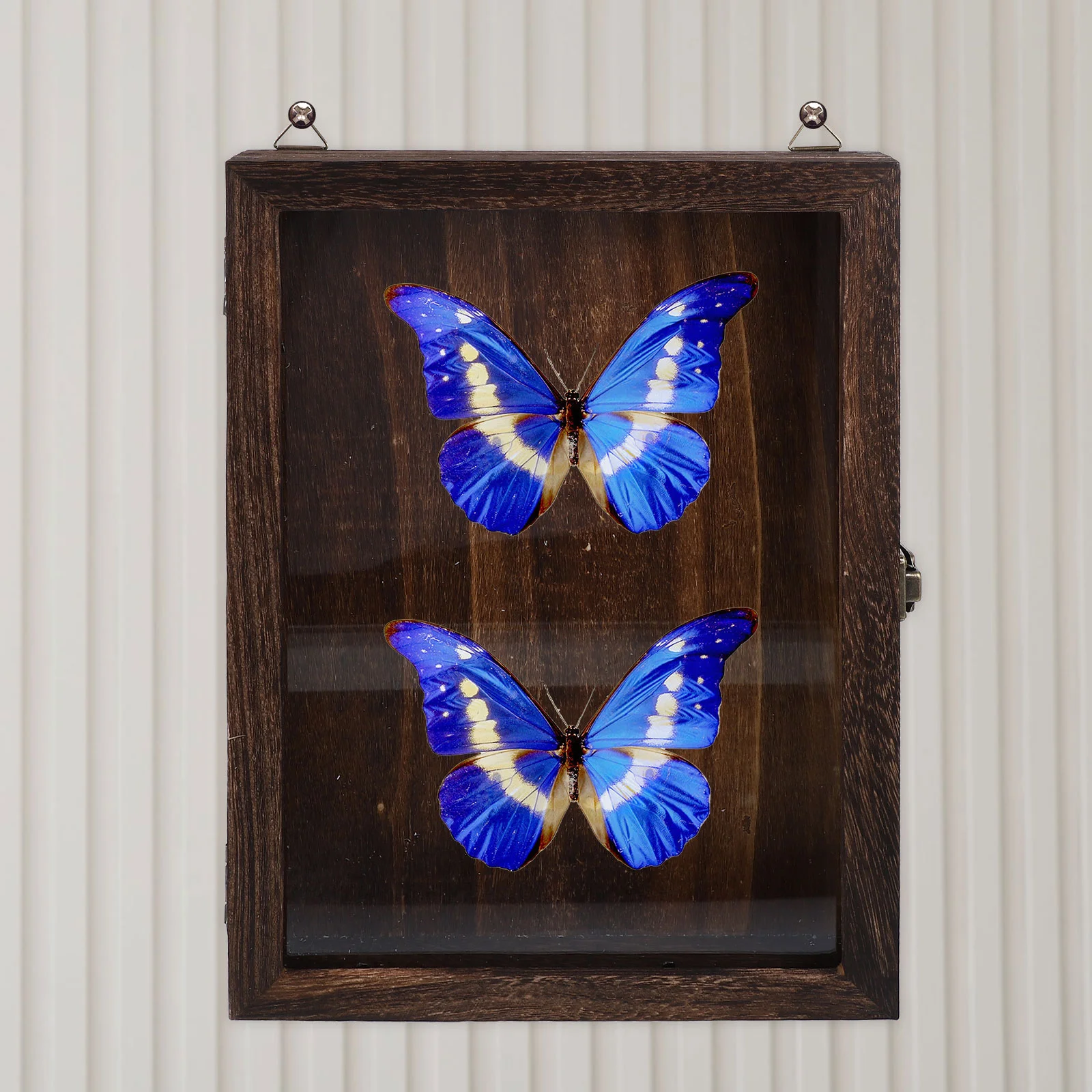Artwork Wood Display Stand Insect Showcase Butterflies Specimen Vintage Dried Flower Storage Glass Dustproof Bug Frame photo frame wood canvas frame wood photo frame wood frame wood picture frame art frames shadow box frame display case