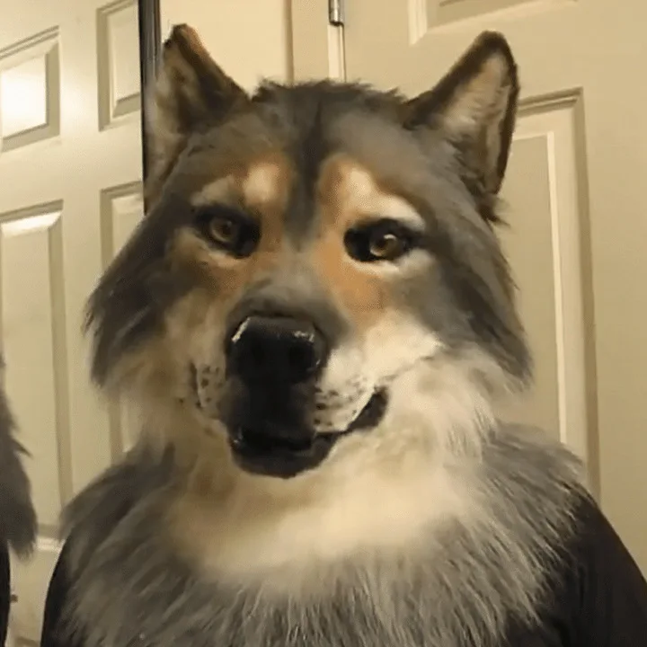 

Маска волка в виде животного, головной убор в виде оборотеня, Реалистичная маска волка, для карнавала, маскарада, Хэллоуина, косплея, страшная латексная маска на всю голову