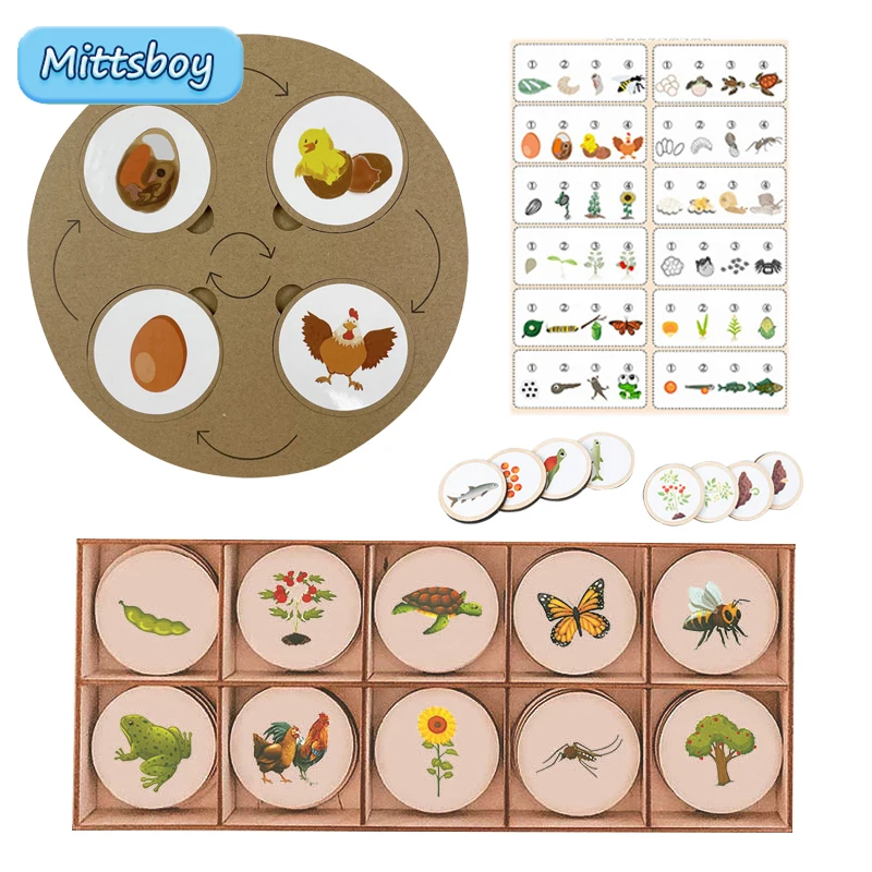 

Baby Montessori Wooden Toy Education Toy Cycle Board Sets Tray Growth Figures Life Cycle Sorting Teaching Aids for Children Gift