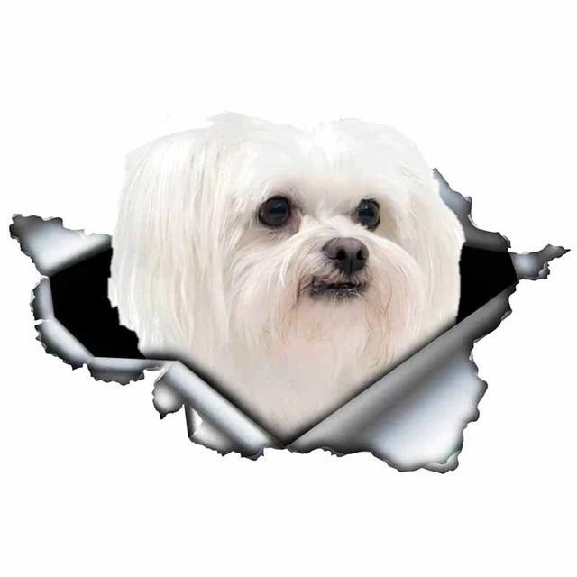 LYKX Lovely Maltese Pet Dog Car Sticker Decoration Waterproof Window Boot Decal Motorcycle Cover Scratch PVC Decals 3