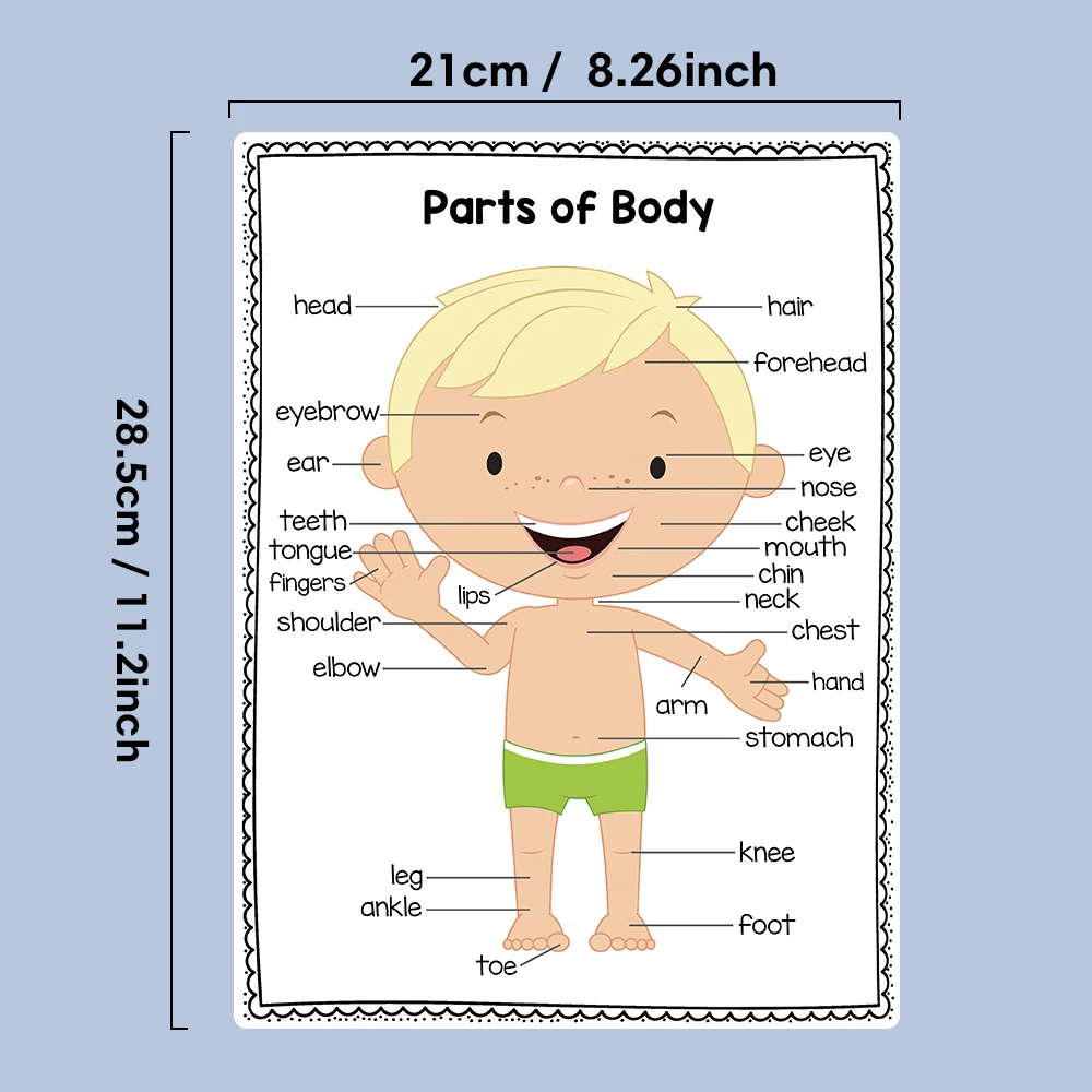 2 PCS English Body Parts Big Card  Early Education for Children Learning Materials Teaching Aids Classroom Wall Decoration 3