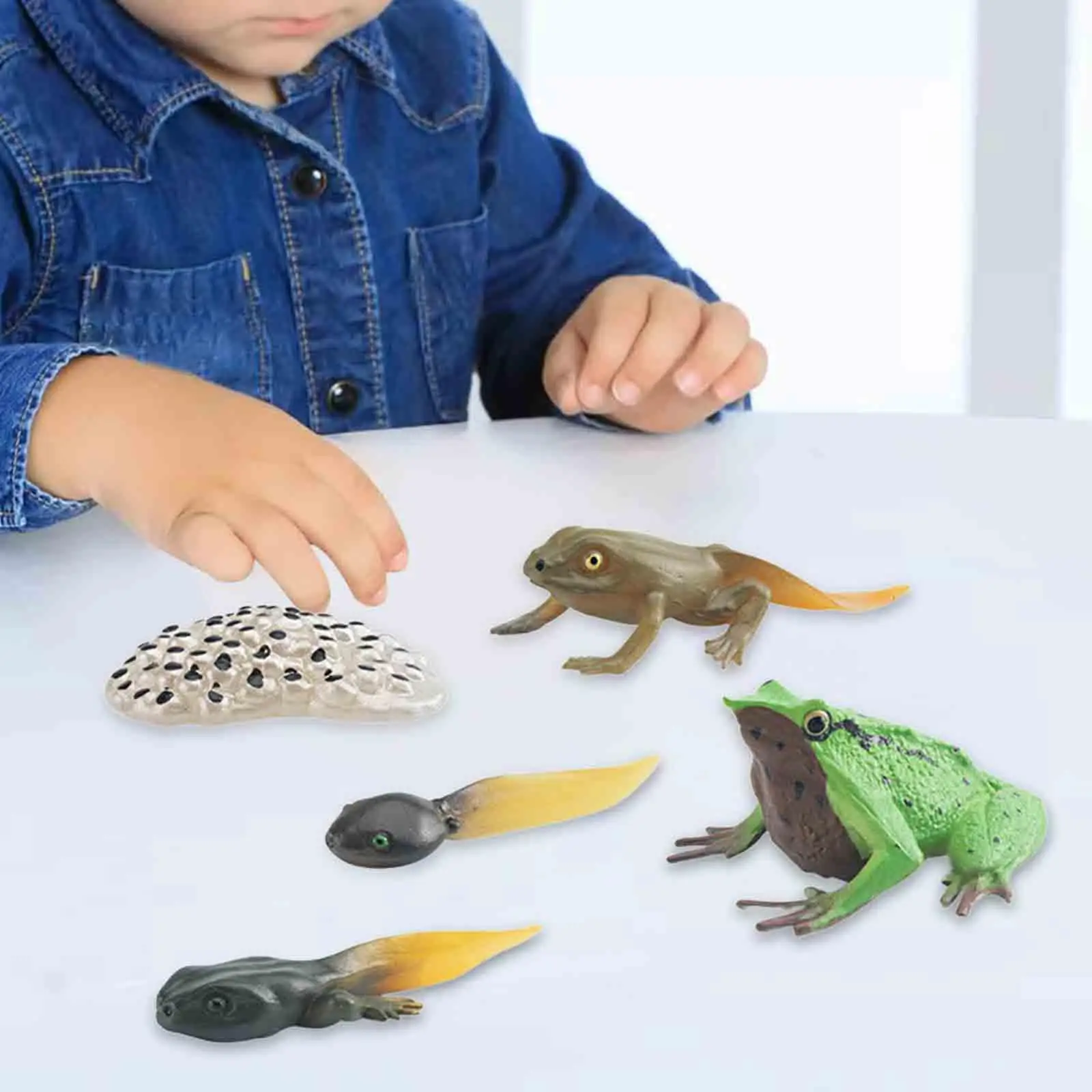 Frog Growth Cycle Realistic Cake Toppers Biology Model Teaching Tools Birthday Gifts Animal Life Growth Cycle Figure Educational 3