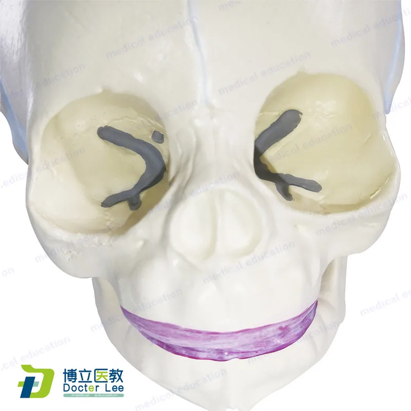Human Foetal Skull Model Plasitc Baby Skeleton Skull Model for Medical Science Students Learning