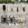 oversized real insect specimens, transparent resin whip scorpion fiddler crab star celestial bull cicada 1