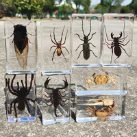 oversized real insect specimens, transparent resin whip scorpion fiddler crab star celestial bull cicada 1