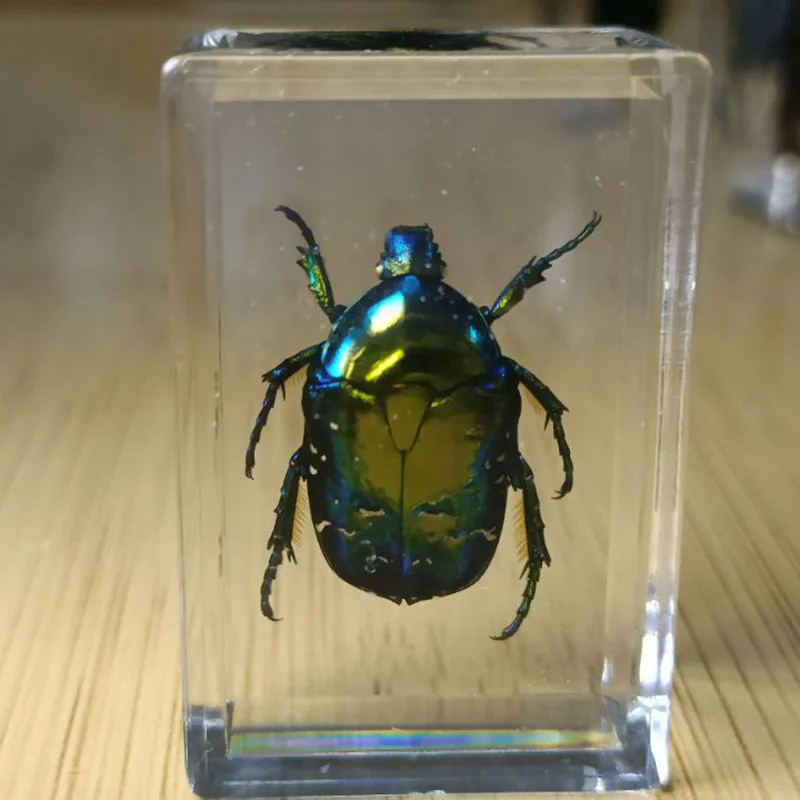 27 Kinds Hand Made Gutta Percha Resin Insect Transparent Amber Insect Specimens Home Decoration Small Ornaments 