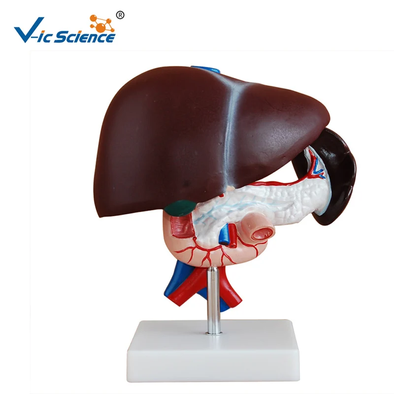 

Liver Pancreas and Duodenum Model