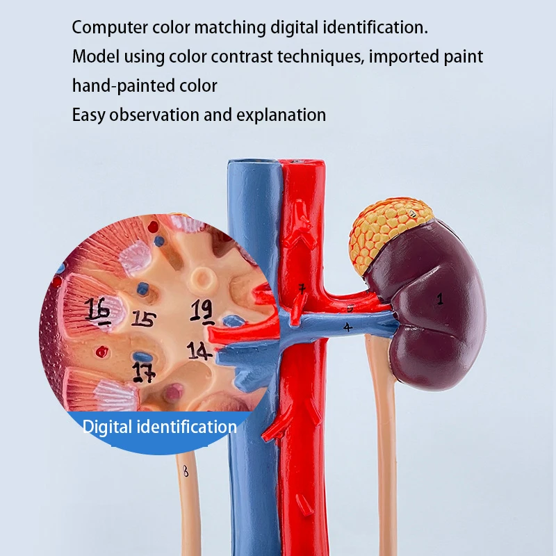 External Female Dog Urinary Anatomy corona.dothome.co.kr