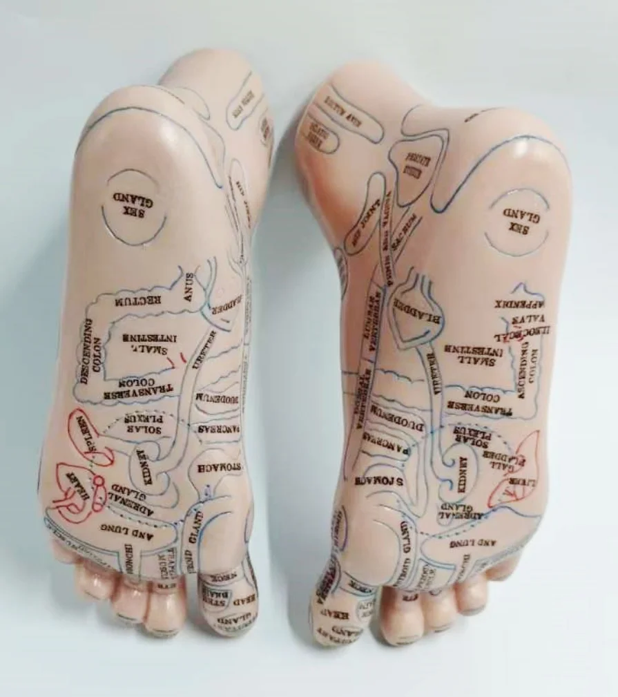 1 pair 19cm Foot reflex zone massage model English code Foot Acupuncture Needle Acupoint reflex zone massage Feet Reflexology foot reflex zone massage model