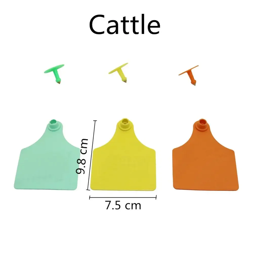 cattle